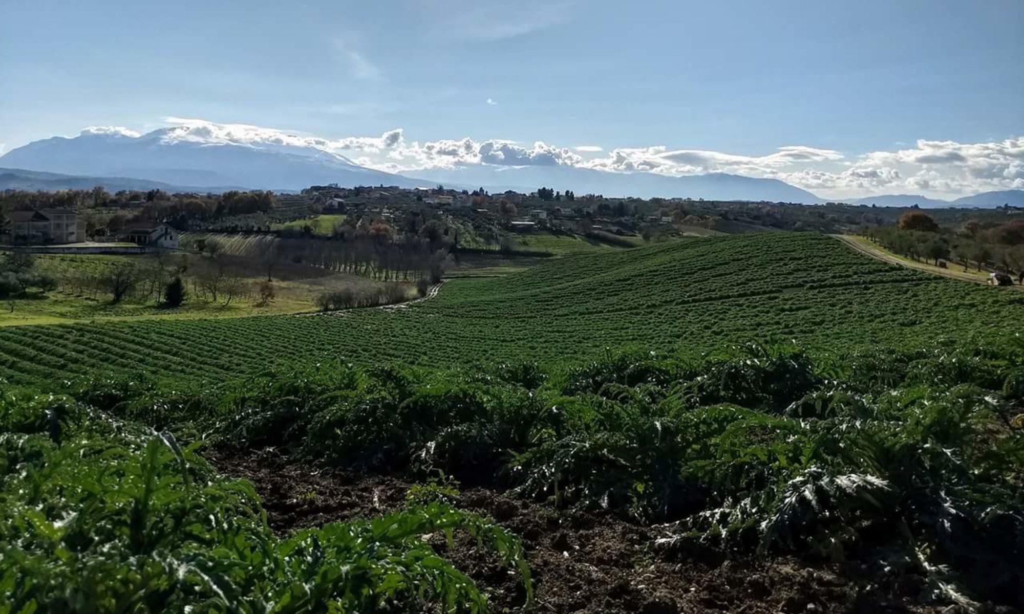 Azienda Agricola Palusci Alessandro